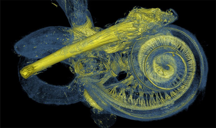 Binnenoor-detail-Blogbanner#58